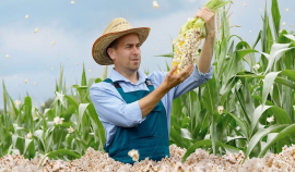 Зерновой совет снизил оценку мирового производства кукурузы